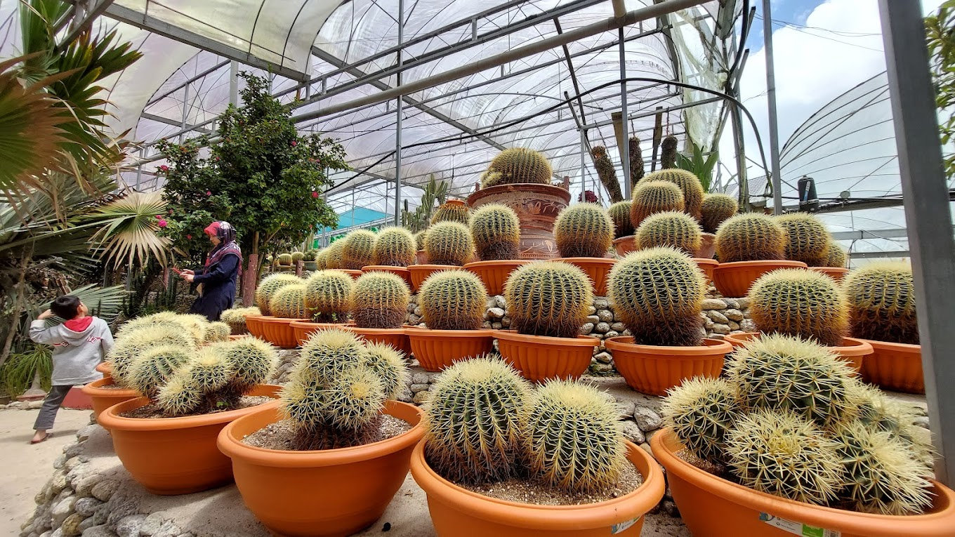 Cactus Valley (ảnh internet)
