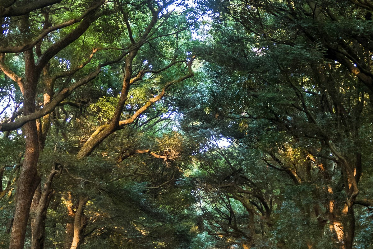 Lối đi rợp bóng cây trong khu rừng đền Meiji Jingu