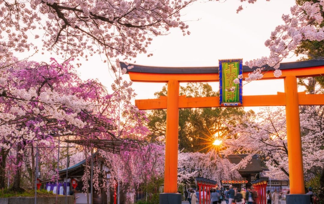 Kyoto mùa hoa anh đào