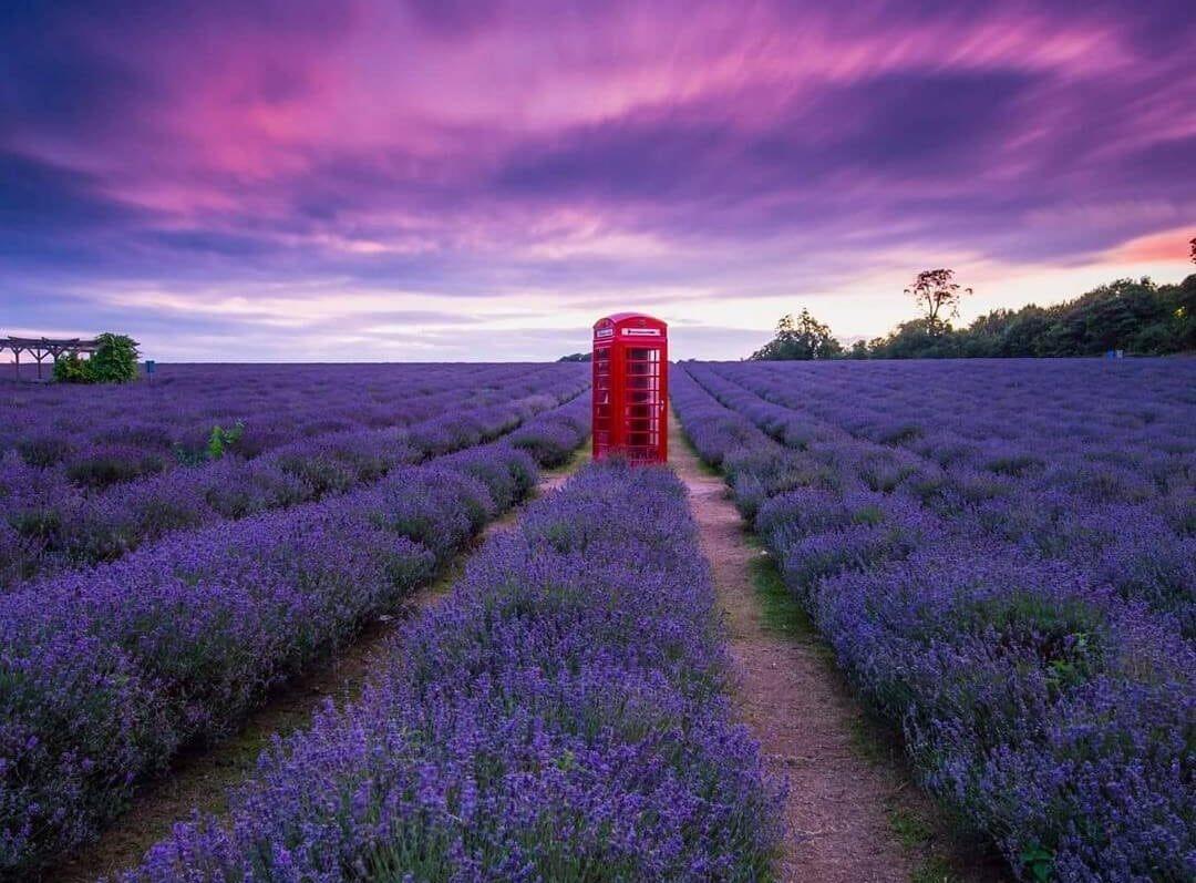 Mayfield Lavender (ảnh internet)