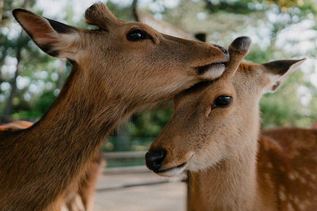 Hai chú hươu đứng cạnh nhau ở Nara