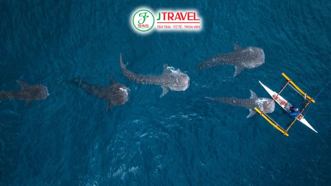 Có nên đi bơi cùng cá mập voi tại Oslob không