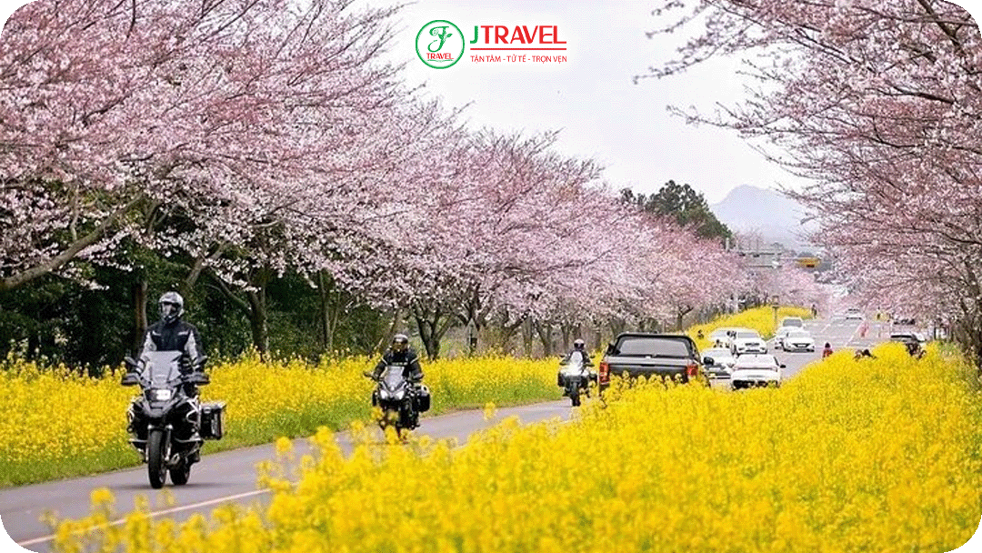 Hoa anh đào và hoa cải dầu nở rộ khắp đảo Jeju mùa xuân