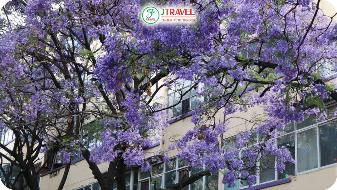 Hoa phượng tím Côn Minh mang vẻ đẹp nhẹ nhàng