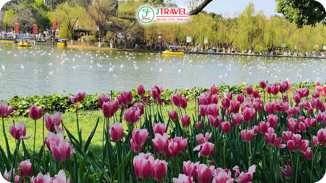 Công viên Thúy Hồ không chỉ có hoa anh đào mà rộp bóng tulip