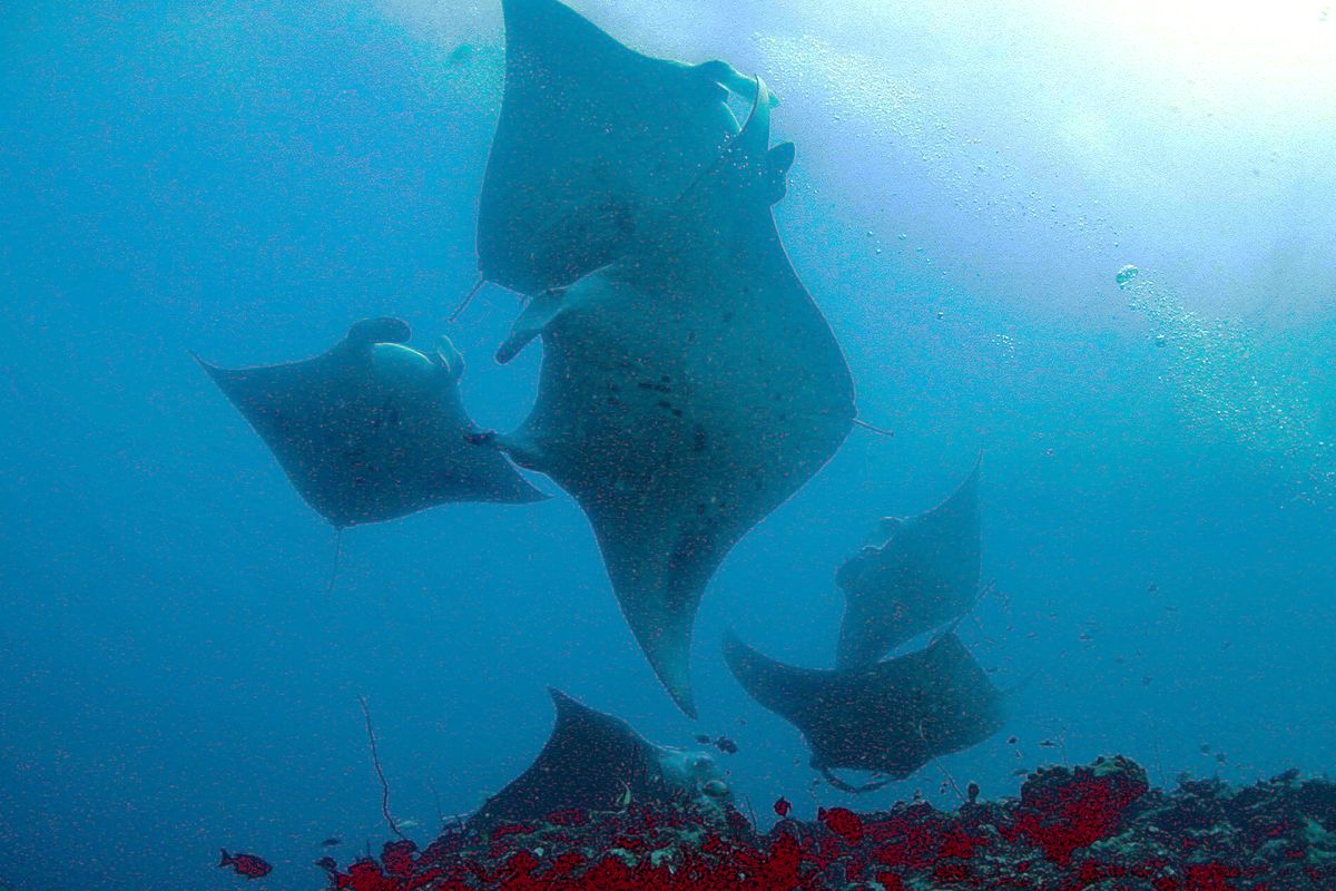 Nhiều cá đuối manta cùng bơi kiếm ăn ở Maldives