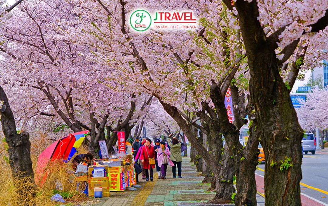 Lễ hội hoa anh đào Yeouido