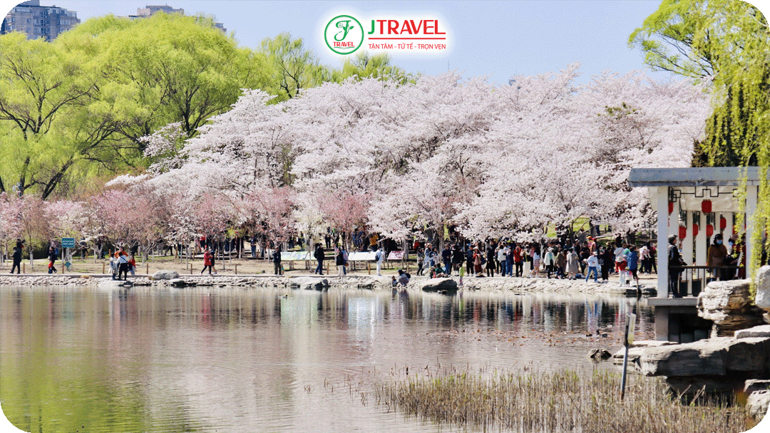 Du khách đổ về ngắm hoa anh đào công viên Yuyuantan