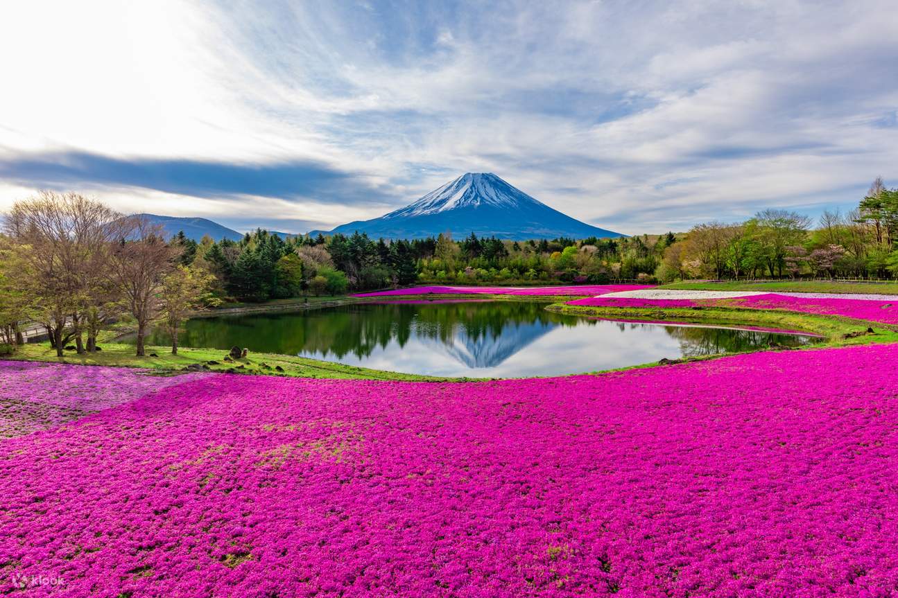 Tour Nhật Bản Mùa Hoa Chi Anh: Osaka - Kobe - Kyoto - Nagoya - Yamanashi - Tokyo 