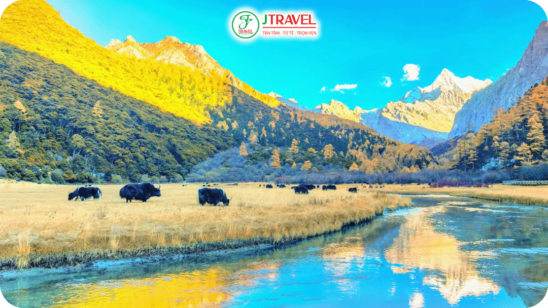 Thảo nguyên Lạc Nhung trải dài dưới chân núi tuyết, nơi ở hàng trăm chú bò Yak