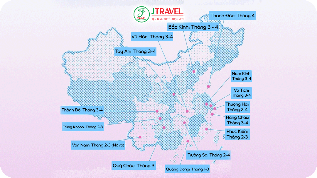 Lịch Ngắm Hoa Anh Đào Trung Quốc 2026