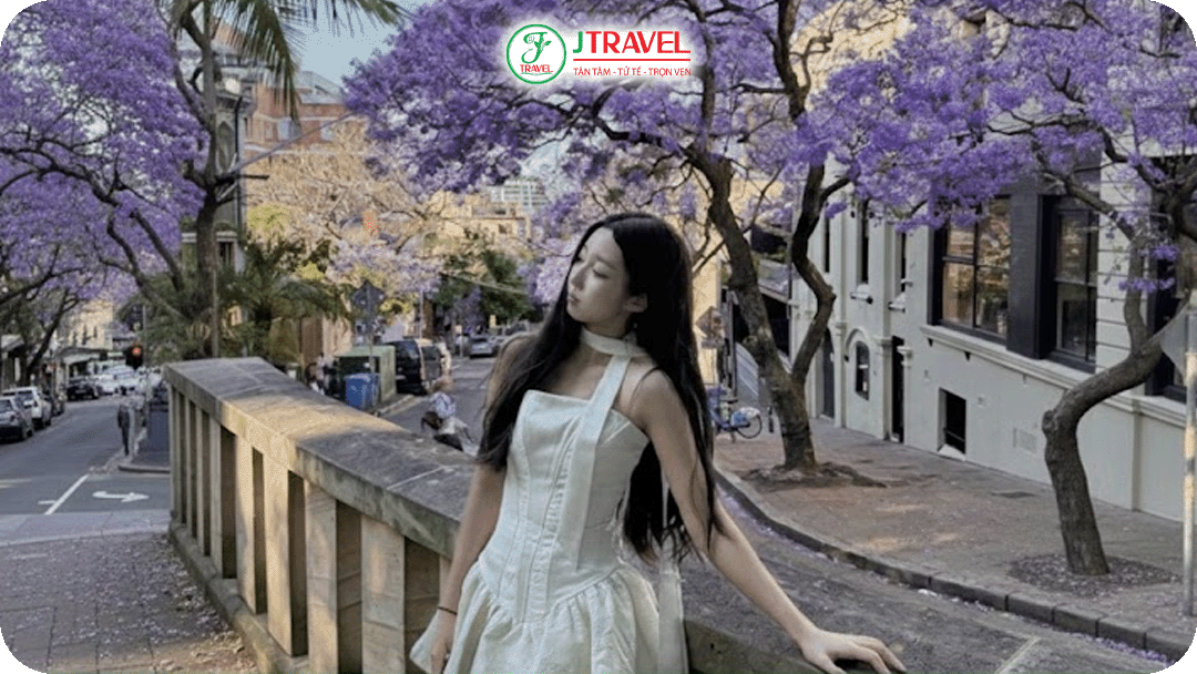 Giữa tháng 4 được xem là đẹp nhất trong năm ngắm hoa phượng tím