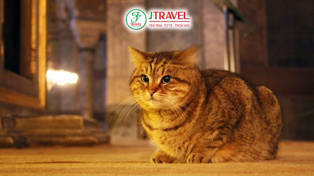 Mèo Gli nổi tiếng tại Hagia Sophia Istanbul