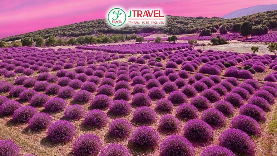 Mùa Hoa Lavender Thổ Nhĩ Kỳ Nở Tháng Mấy