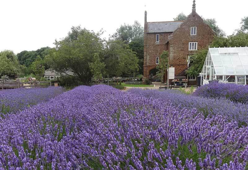 Norfolk Lavender (ảnh internet)