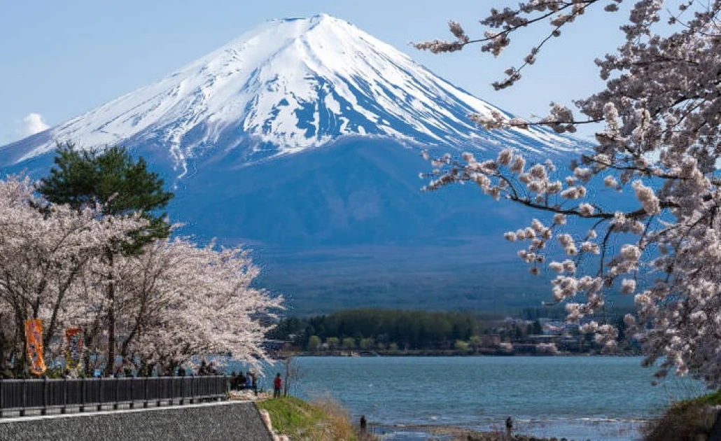 Hồ Kawaguchi mùa xuân với hoa đào nở rực rỡ dưới chân núi Phú Sĩ