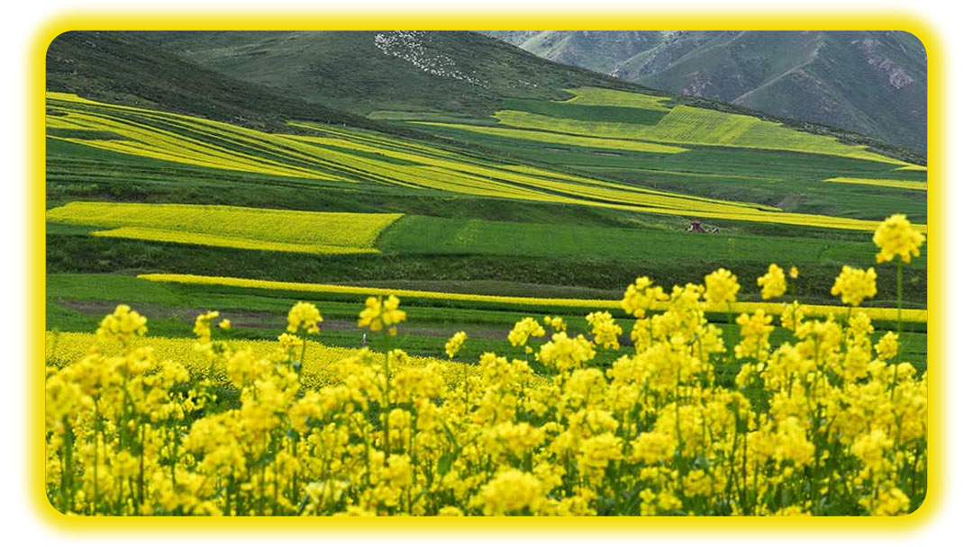 Cánh đồng hoa cải vàng óng ánh tại vùng Tarim, Tân Cương (ảnh internet)