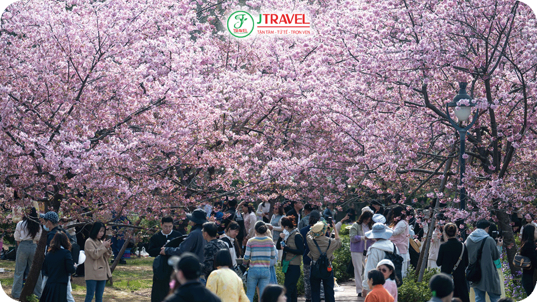 Thời điểm lý tưởng để ngắm hoa anh đào Vũ Hán