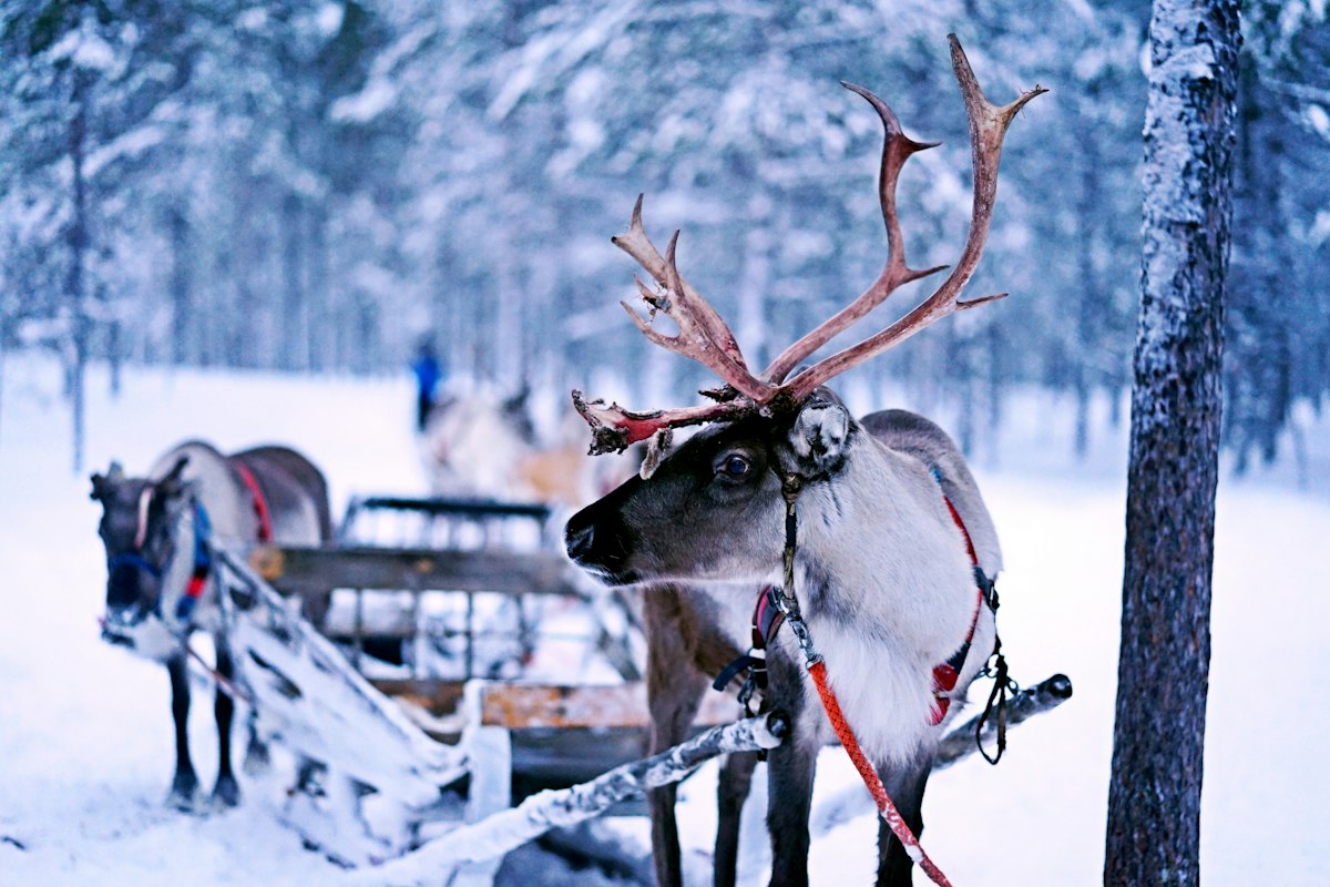 Tuần lộc kéo xe trượt ở Ivalo, Lapland Phần Lan