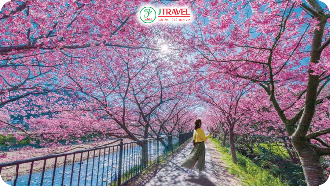 Tour Nhật Bản ngắm hoa Kawazu – điểm nhấn chỉ có vào tháng 2