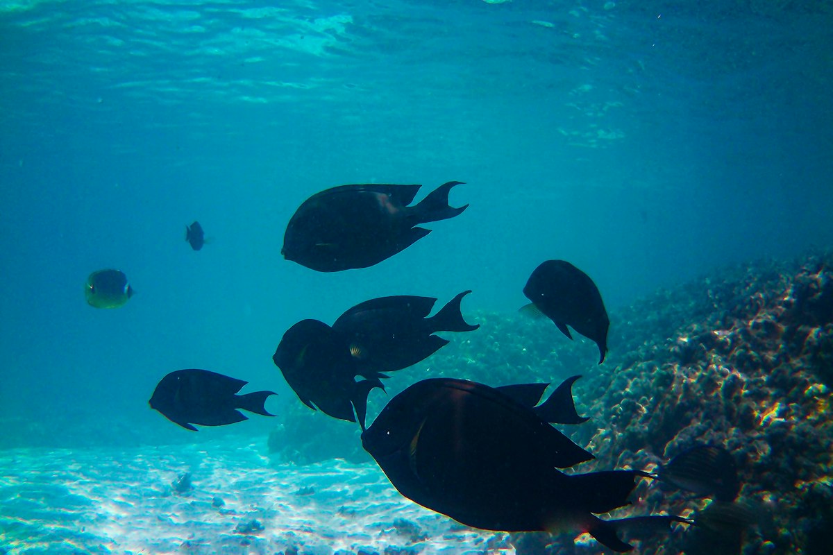 Đàn cá bơi quanh rạn san hô Maldives