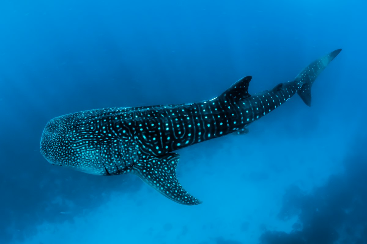 Cá mập voi bơi trong làn nước xanh Maldives