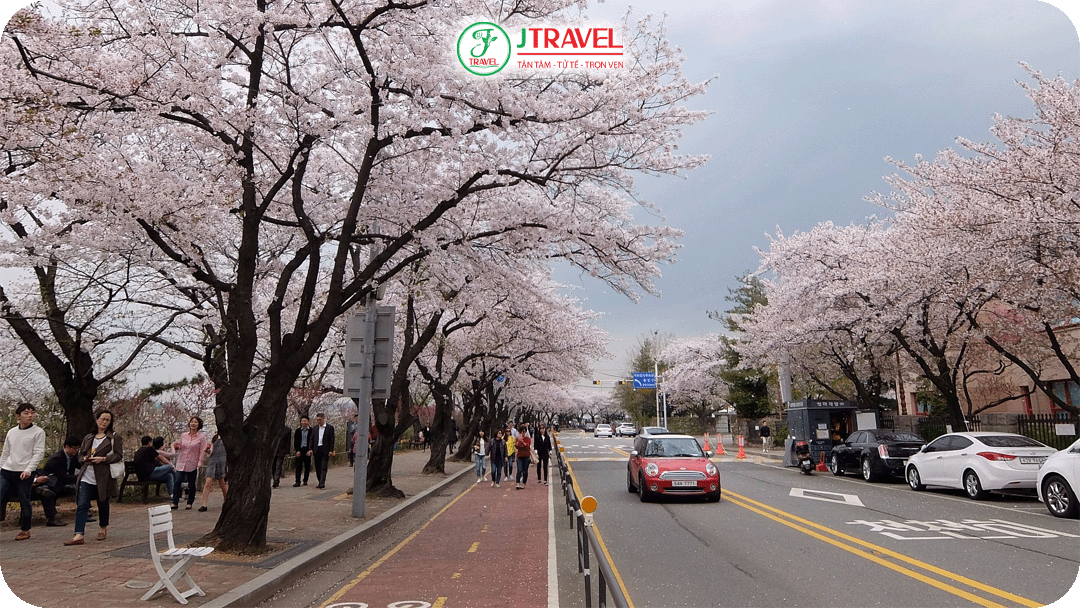 Yeouido Park – khu vực nổi tiếng bên sông Hàn với hàng ngàn cây anh đào nở rộ