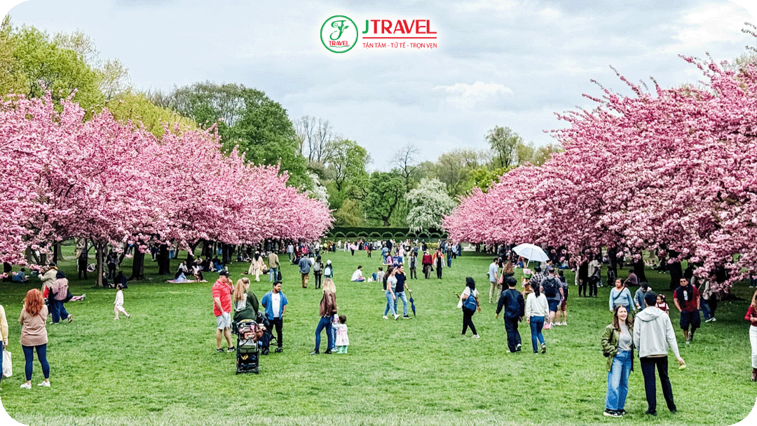 Brooklyn Botanic Garden diễn ra Lễ hội hoa anh đào Sakura Matsuri theo phong cách Nhật Bản