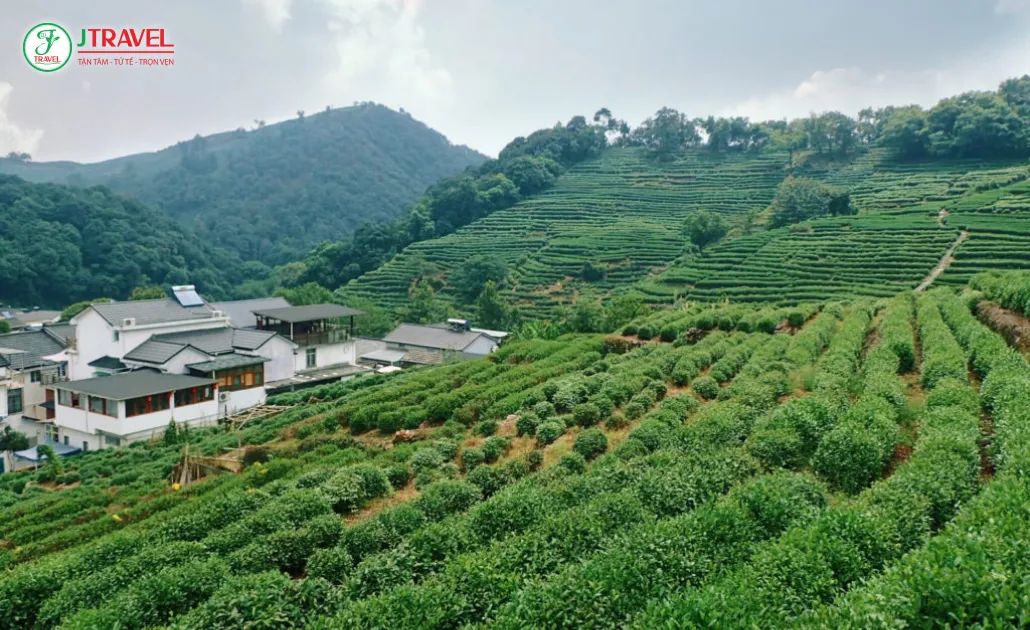 Làng trà Long Tĩnh Hàng Châu với đồi chè xanh mướt