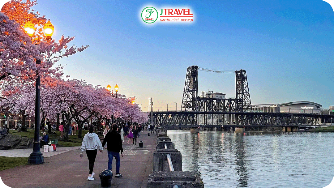Portland rực rỡ sắc hồng của hoa anh đào dọc theo dòng sông Willamette