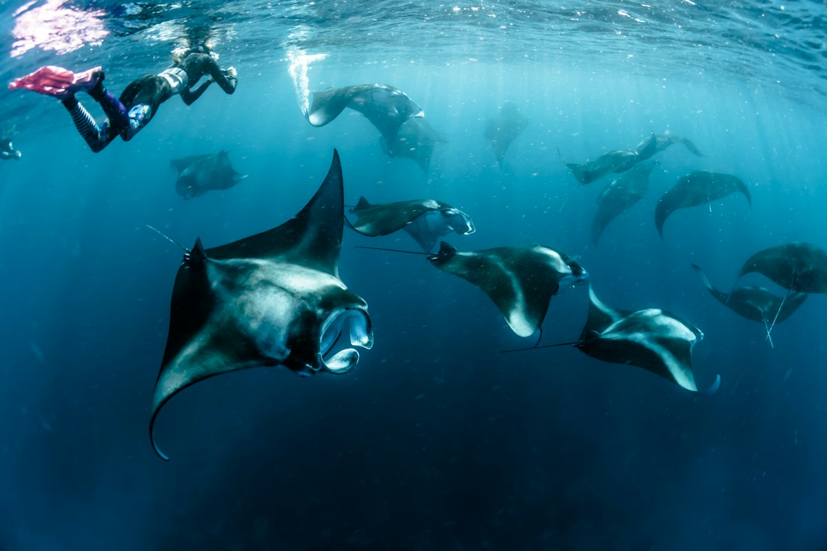Du khách bơi ống thở cùng đàn cá đuối manta ở Maldives