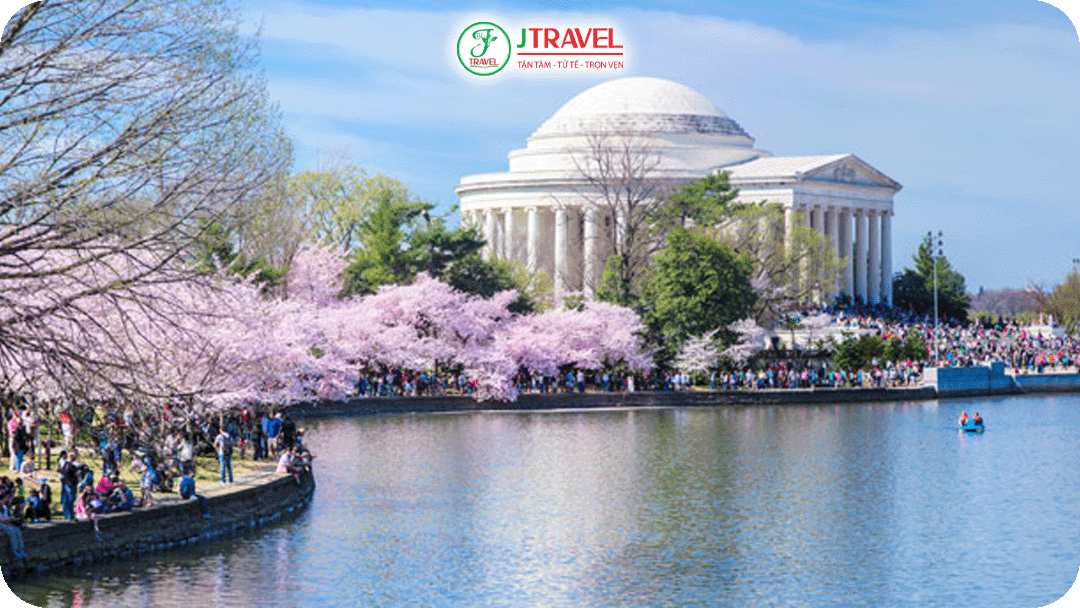 Washington đắm mình trong ngàn hoa anh đào mùa xuân