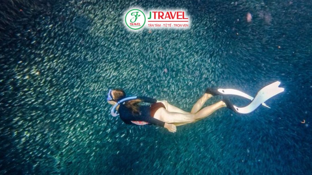 Lặn cá mòi Philippines không phụ thuộc theo mùa