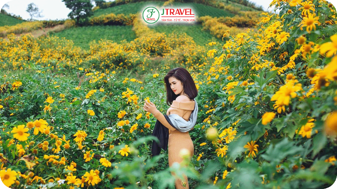 Du lịch Tây Nguyên vào Tháng 12 để chiêm ngưỡng hoa dã quỳ