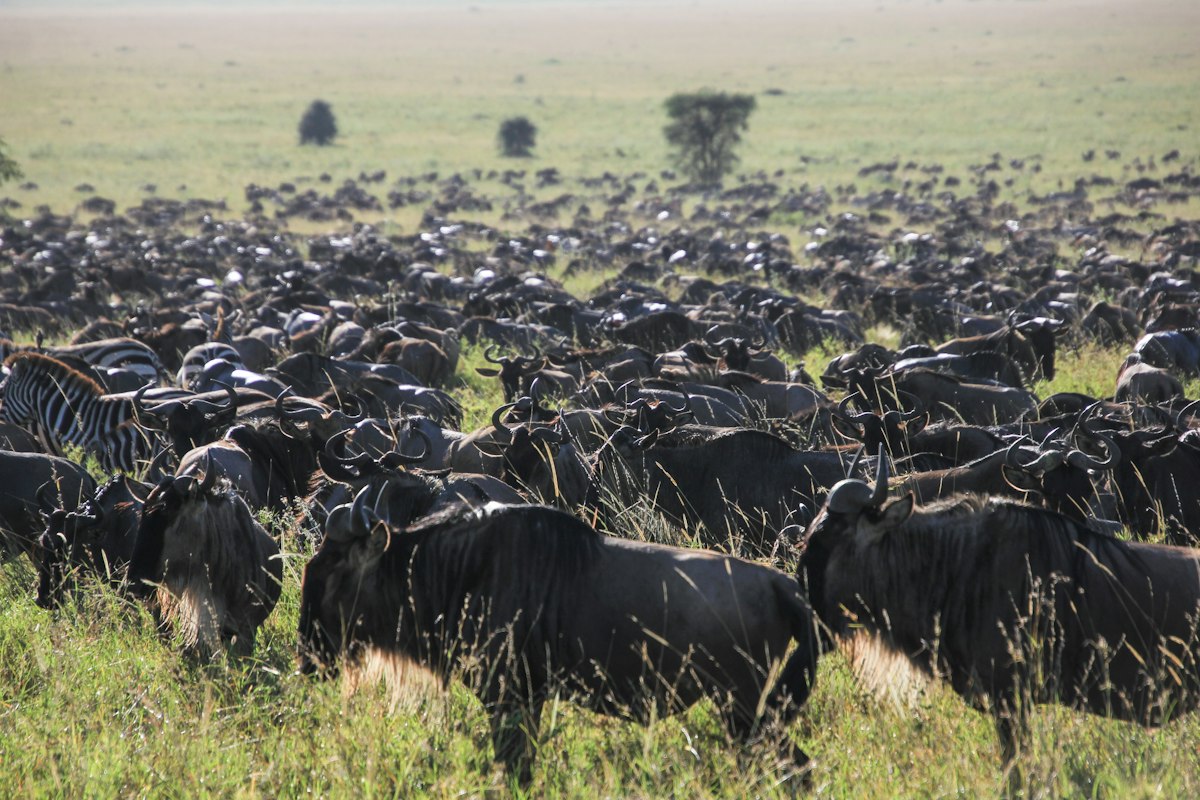 Đàn linh dương đầu bò và ngựa vằn trên đồng cỏ Serengeti, Tanzania