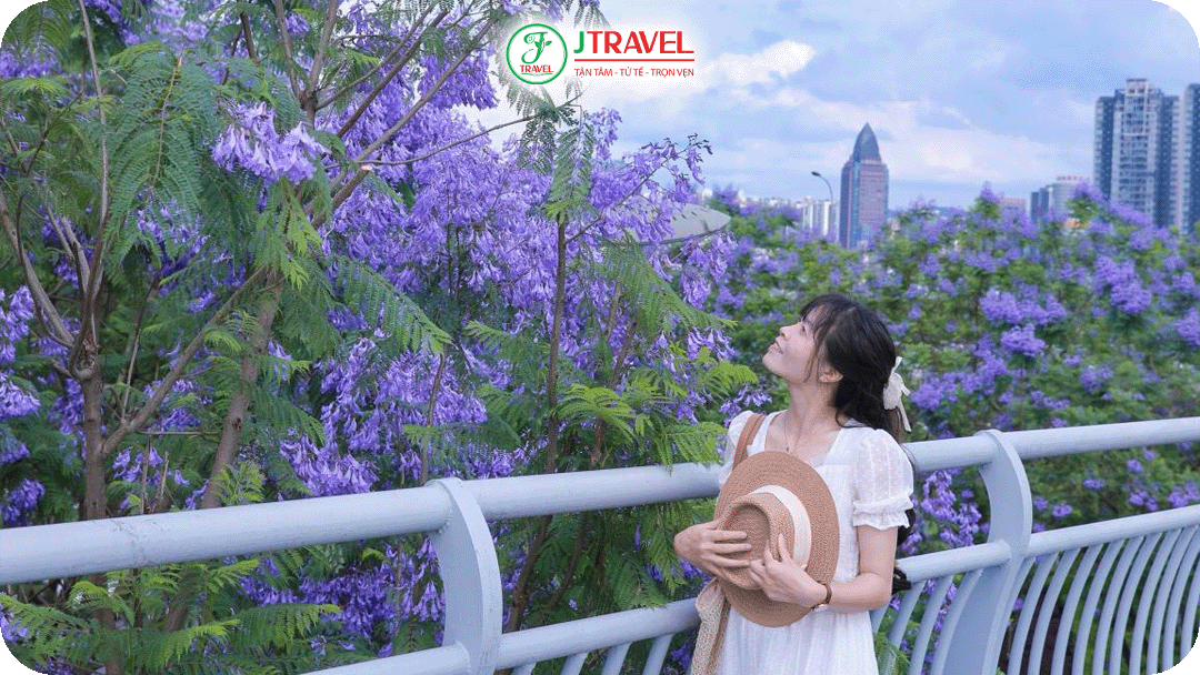 Hoa phượng tím Côn Minh bắt đầu nở từ khoảng cuối tháng 3 - tháng 5