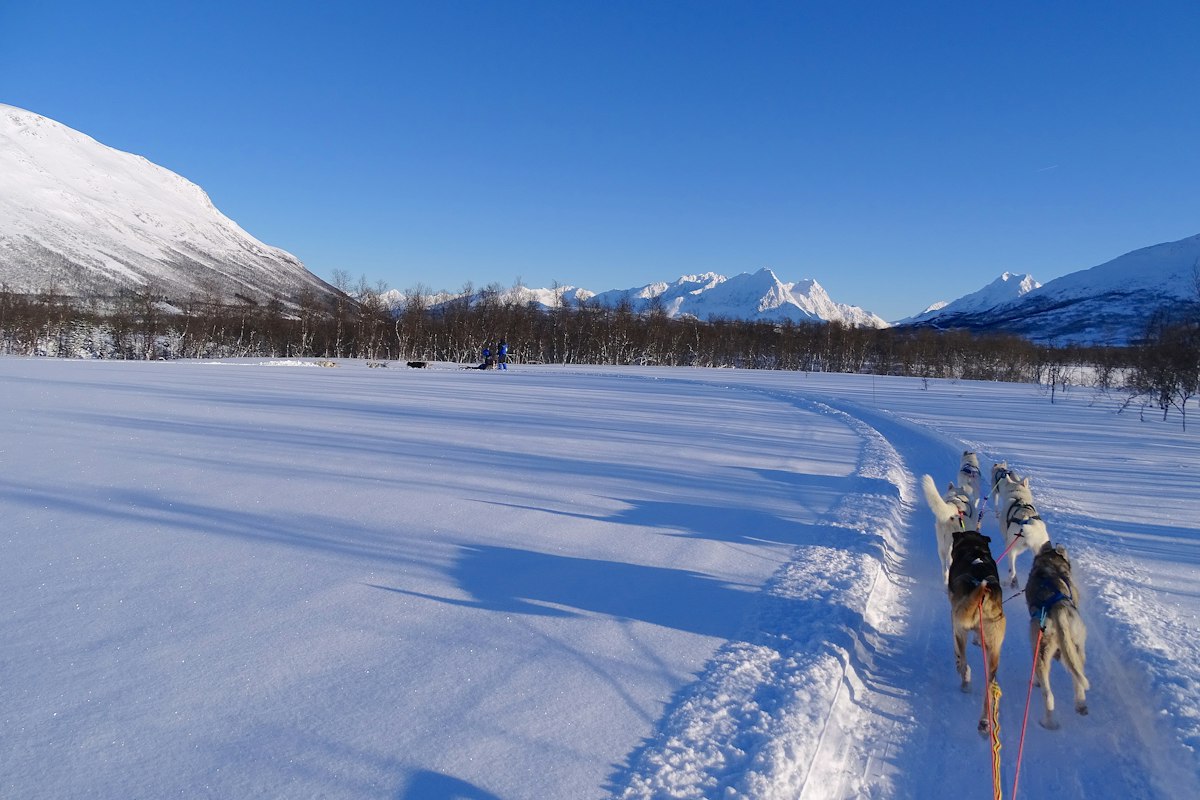 Đàn chó kéo xe chạy trên đường tuyết ở Ramfjordbotn, Tromsø