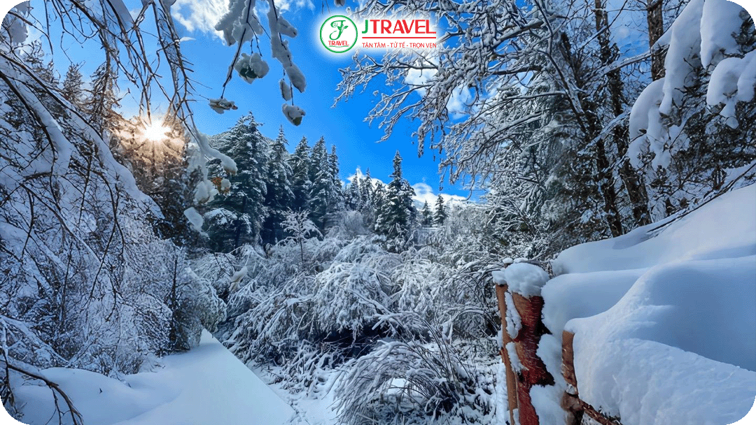 Rừng nguyên sinh ẩn mình dưới lớp tuyết trắng xóa