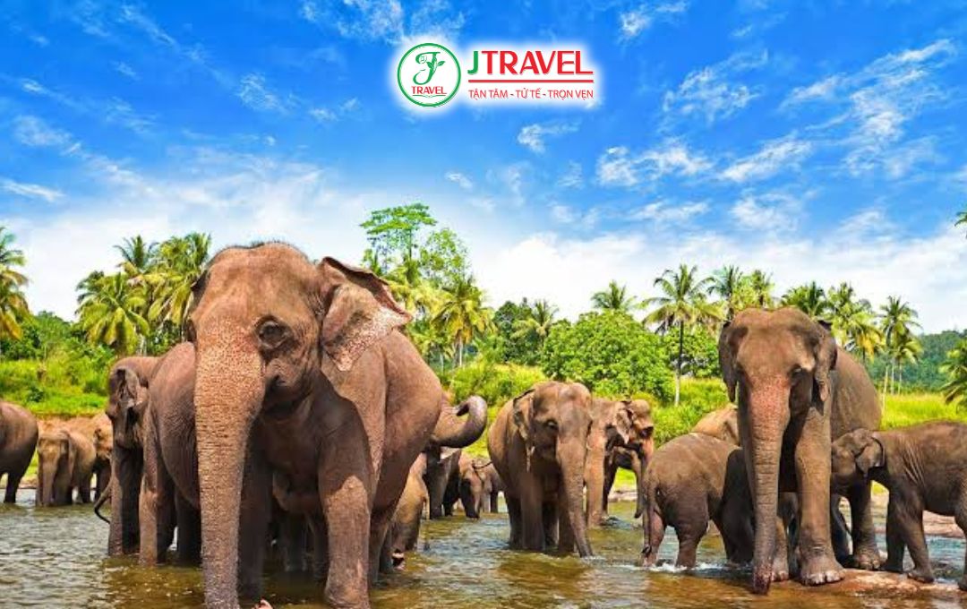 Du lịch Sri Lanka có cần visa không