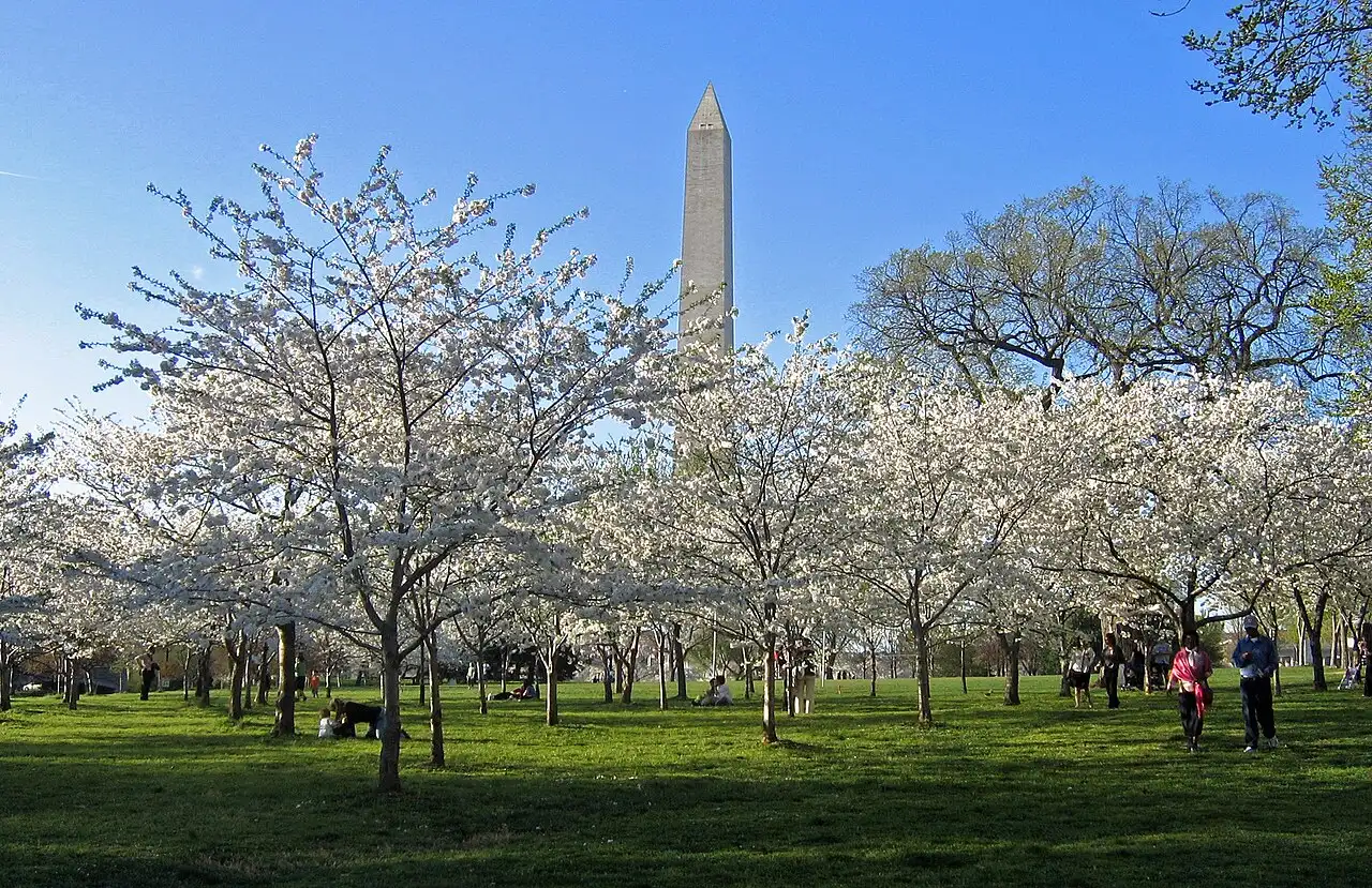Đài tưởng niệm Washington giữa hoa anh đào, du lịch Mỹ mùa xuân