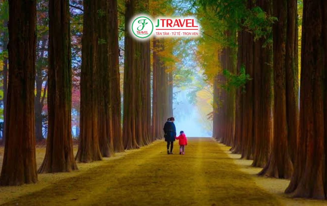 Metasequoia Lane mùa thu