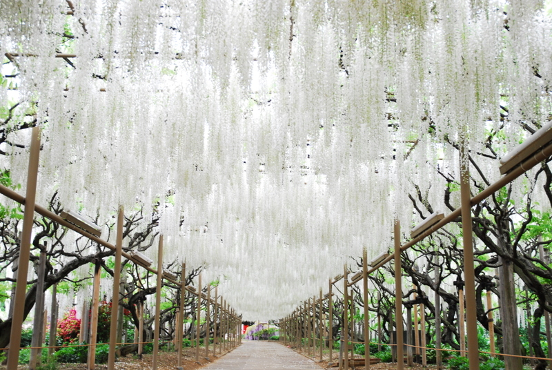 Hoa Tử Đằng Công viên Ashikaga (Tochigi)