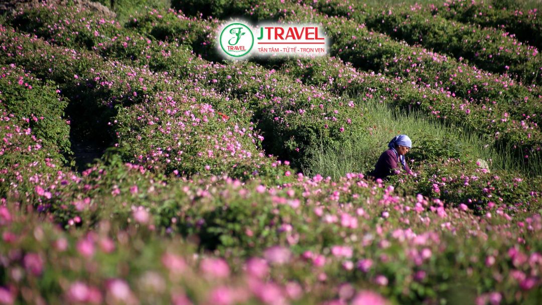 Người dân thu hoạch hoa hồng