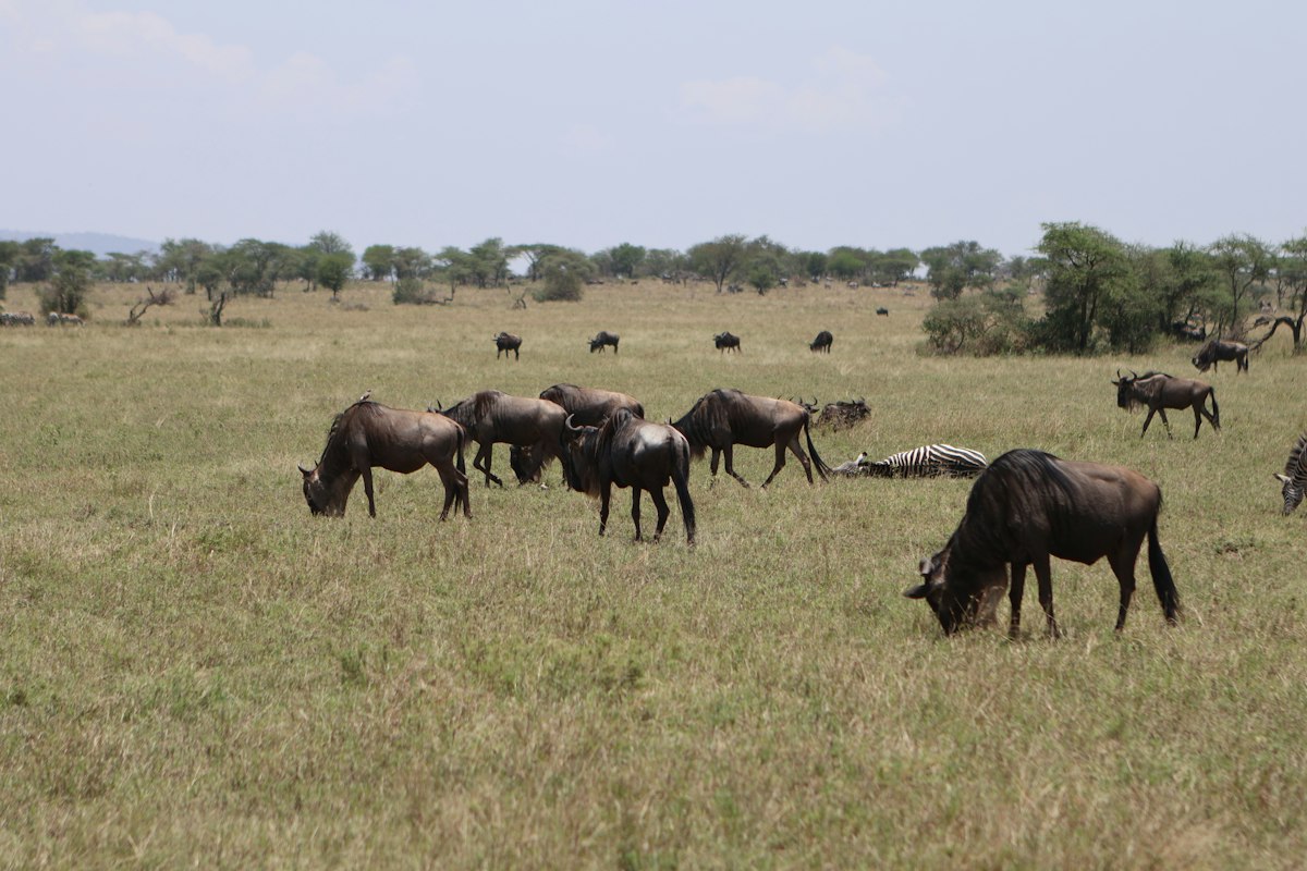 Linh dương đầu bò gặm cỏ trên đồng cỏ xanh Serengeti
