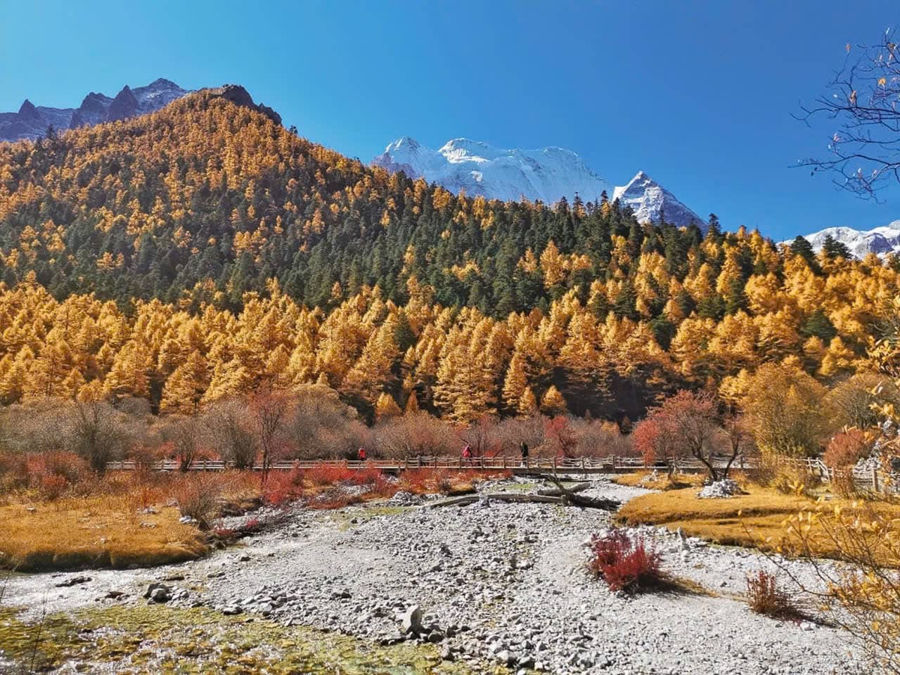 Rừng dương Đạo Thành vào mùa thu