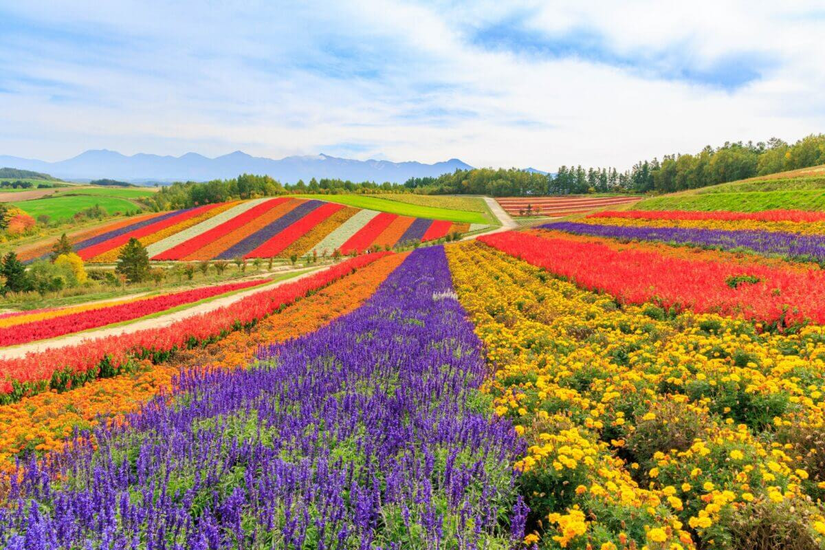 Mùa hè tại Hokkaido rực rỡ với những cánh đồng hoa nở rộ 