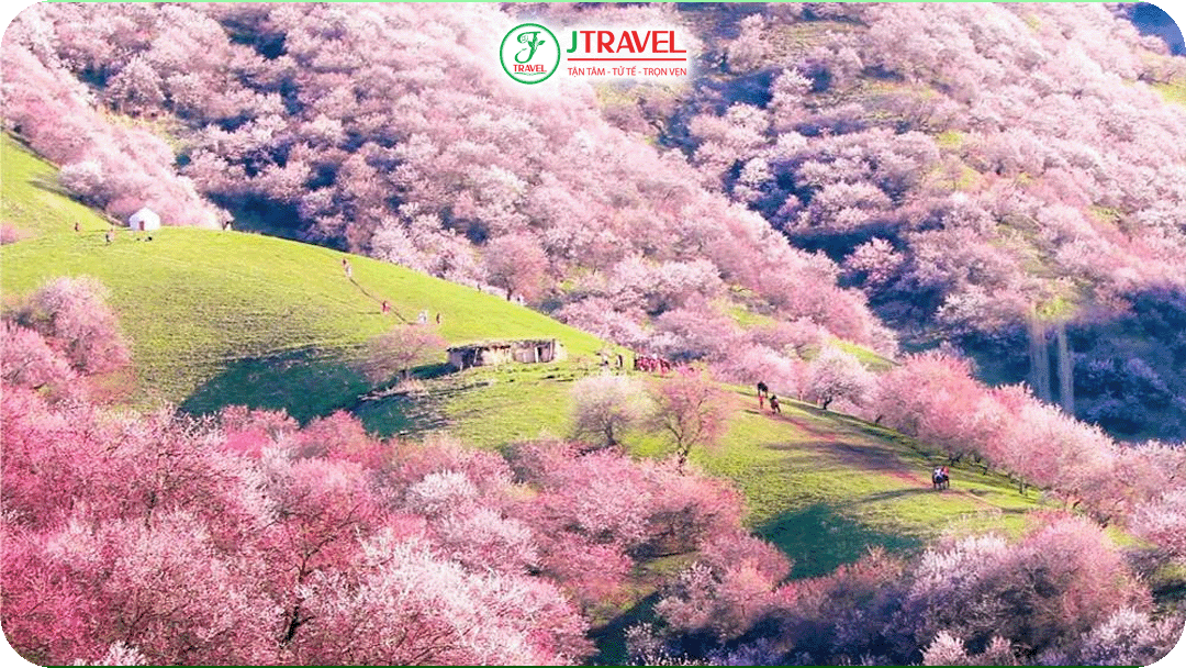 Tân Cương phủ một màu hồng của hoa mơ vào mùa xuân