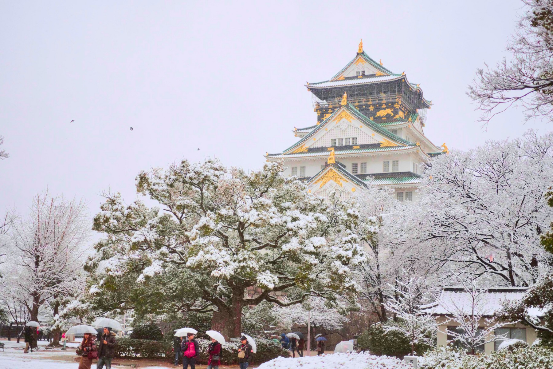 Tour Mùa Đông Nhật Bản 6N5Đ: Trượt Tuyết Và Ngắm Hoa Mơ Kobe - Osaka - Kyoto - Toyohashi - Yamanashi - Tokyo