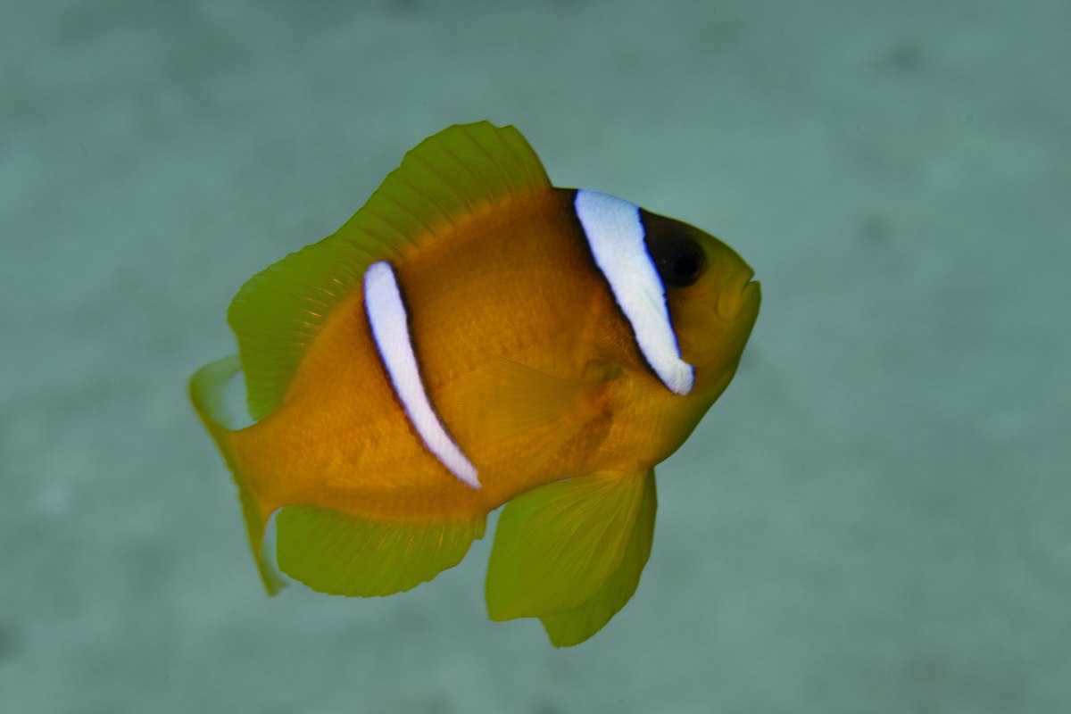 Cá hề Biển Đỏ bơi gần rạn san hô ở Hurghada
