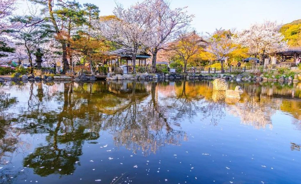 Hoa anh đào nở rộ tại Maruyama Park